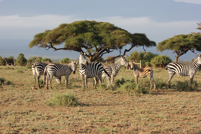 Masai Mara National Reserve, Kenya